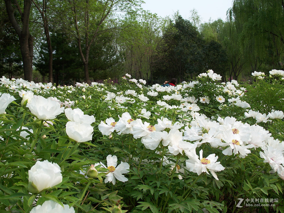 C875隋唐城遗址植物园牡丹20片，2015