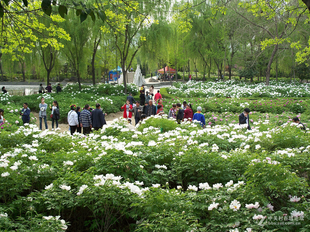 C875隋唐城遗址植物园牡丹20片，2015