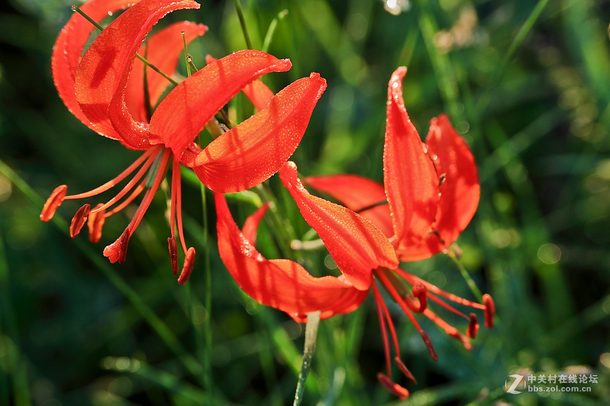 山丹丹開花紅豔豔