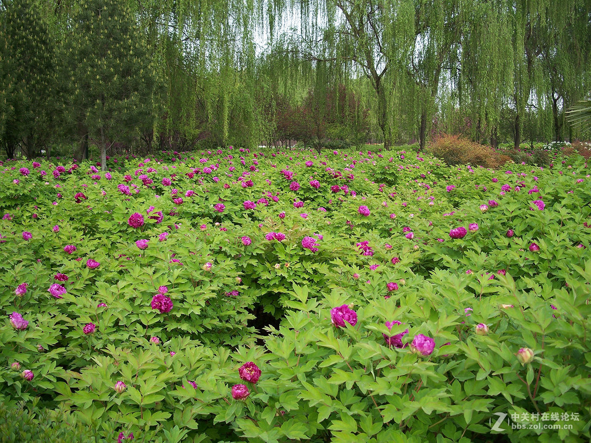 C875隋唐城遗址植物园牡丹20片，2015