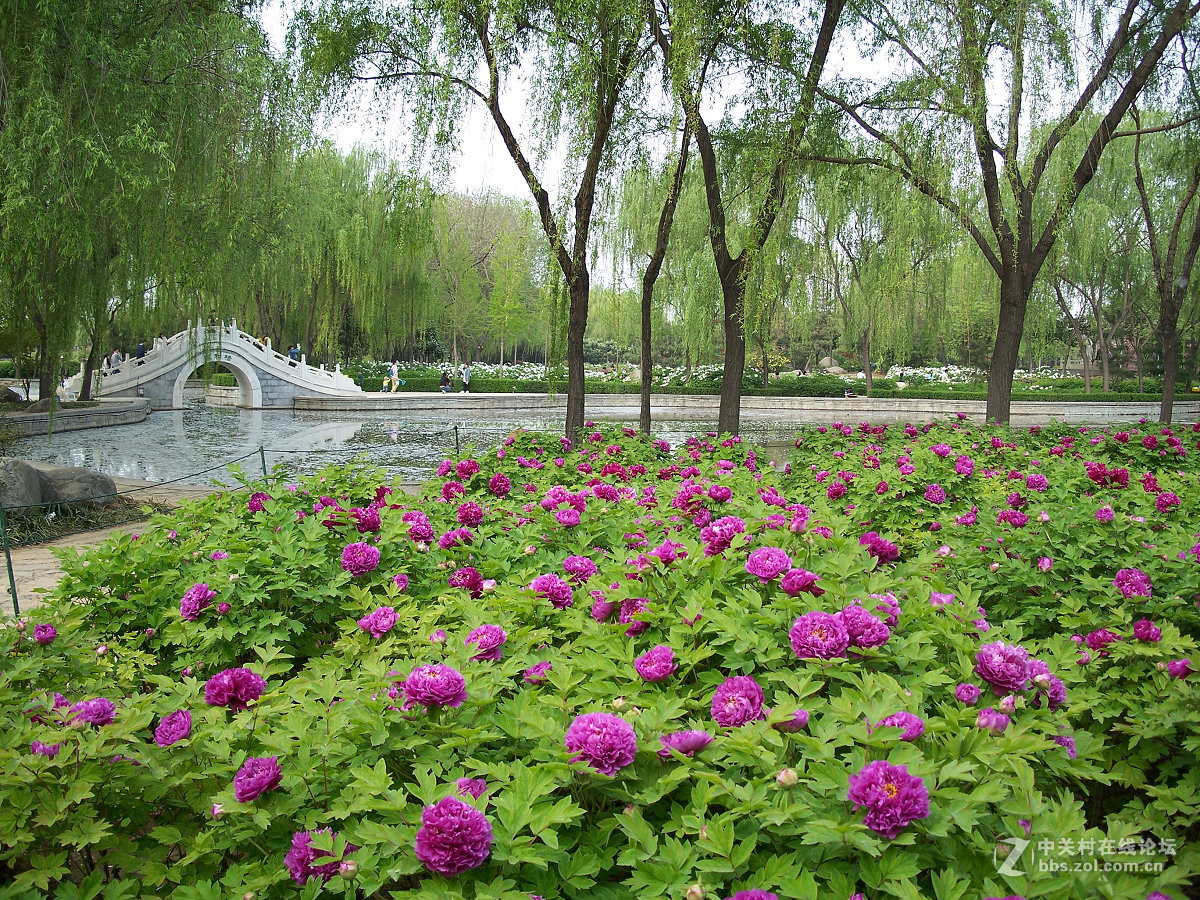 C875隋唐城遗址植物园牡丹20片，2015