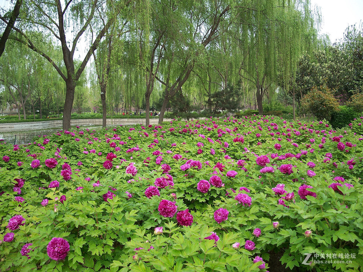 C875隋唐城遗址植物园牡丹20片，2015