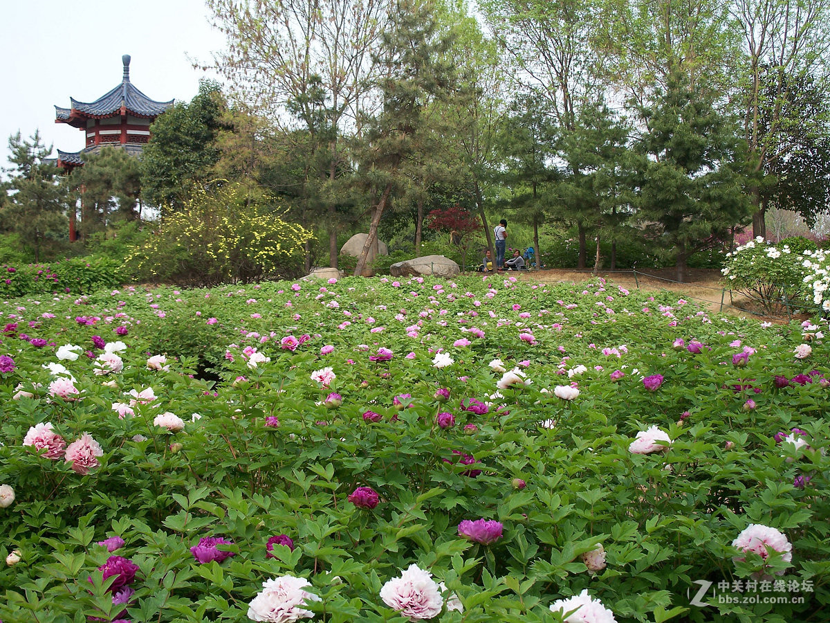 C875隋唐城遗址植物园牡丹20片，2015