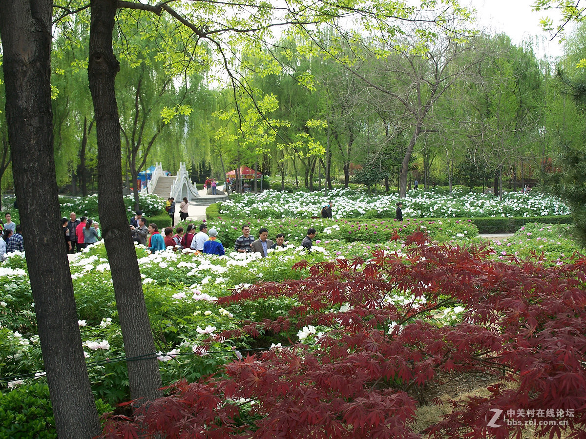 C875隋唐城遗址植物园牡丹20片，2015