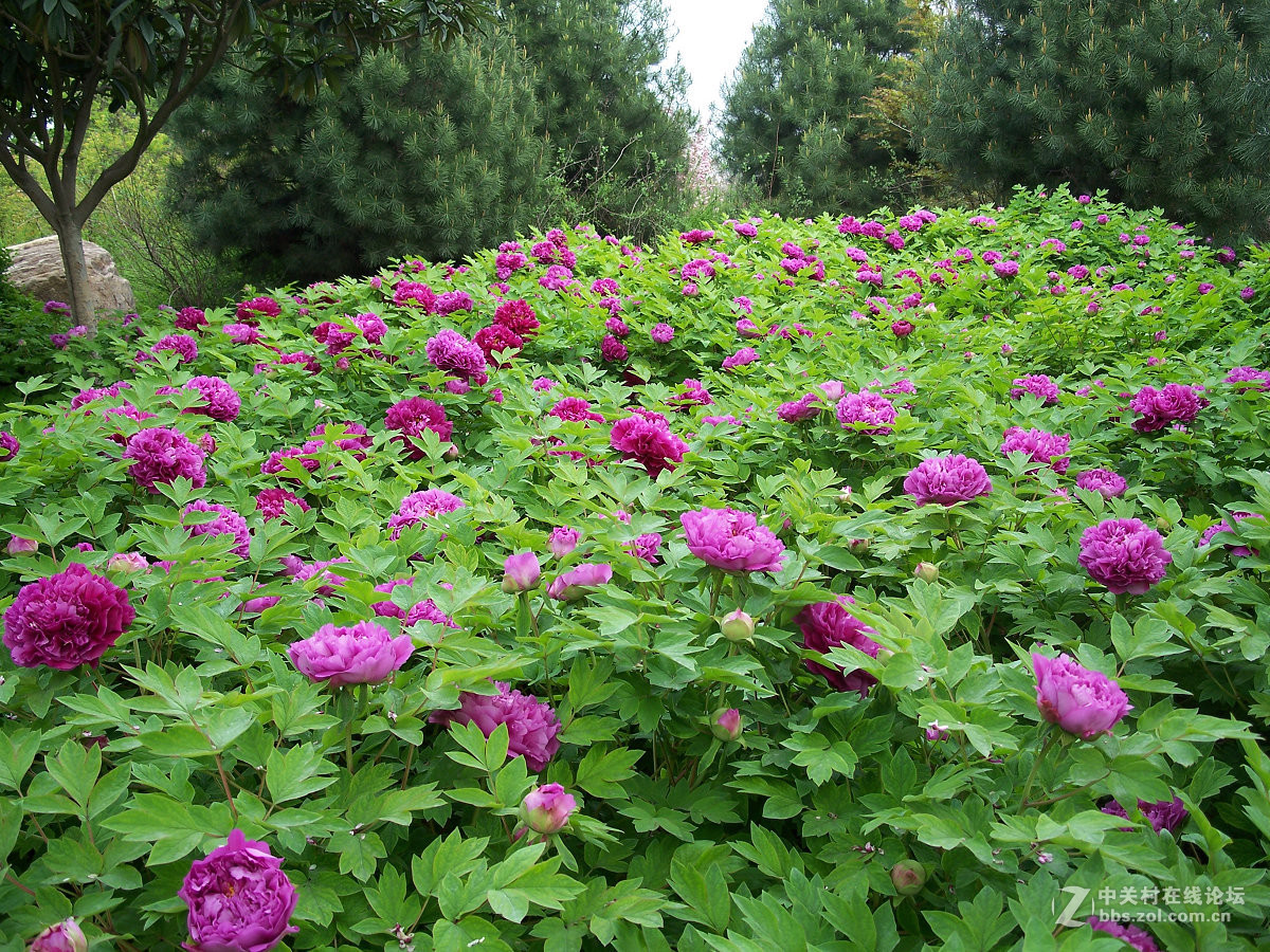 C875隋唐城遗址植物园牡丹20片，2015