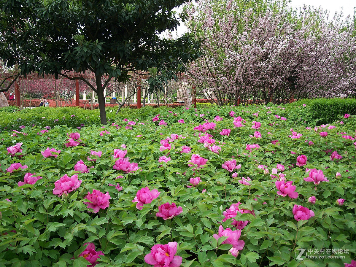 C875隋唐城遗址植物园牡丹20片，2015