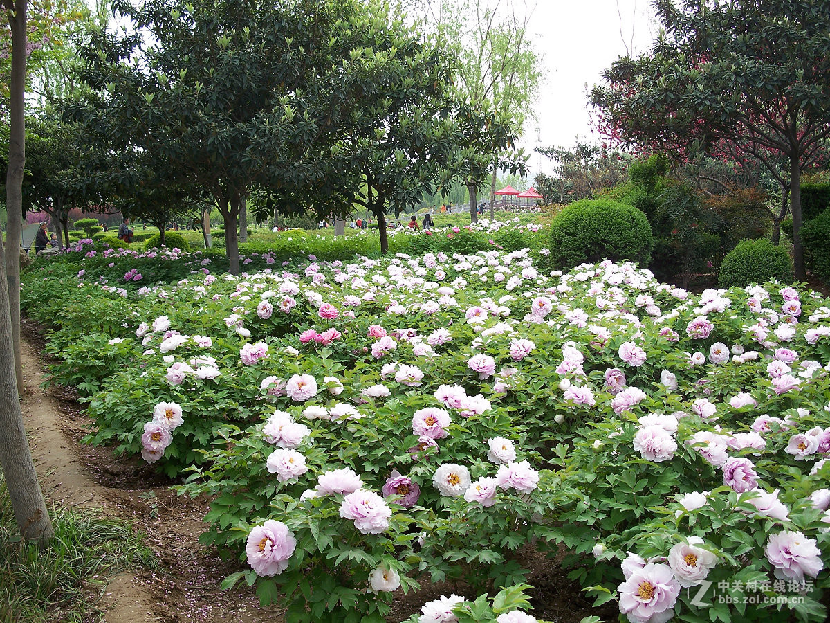 C875隋唐城遗址植物园牡丹20片，2015