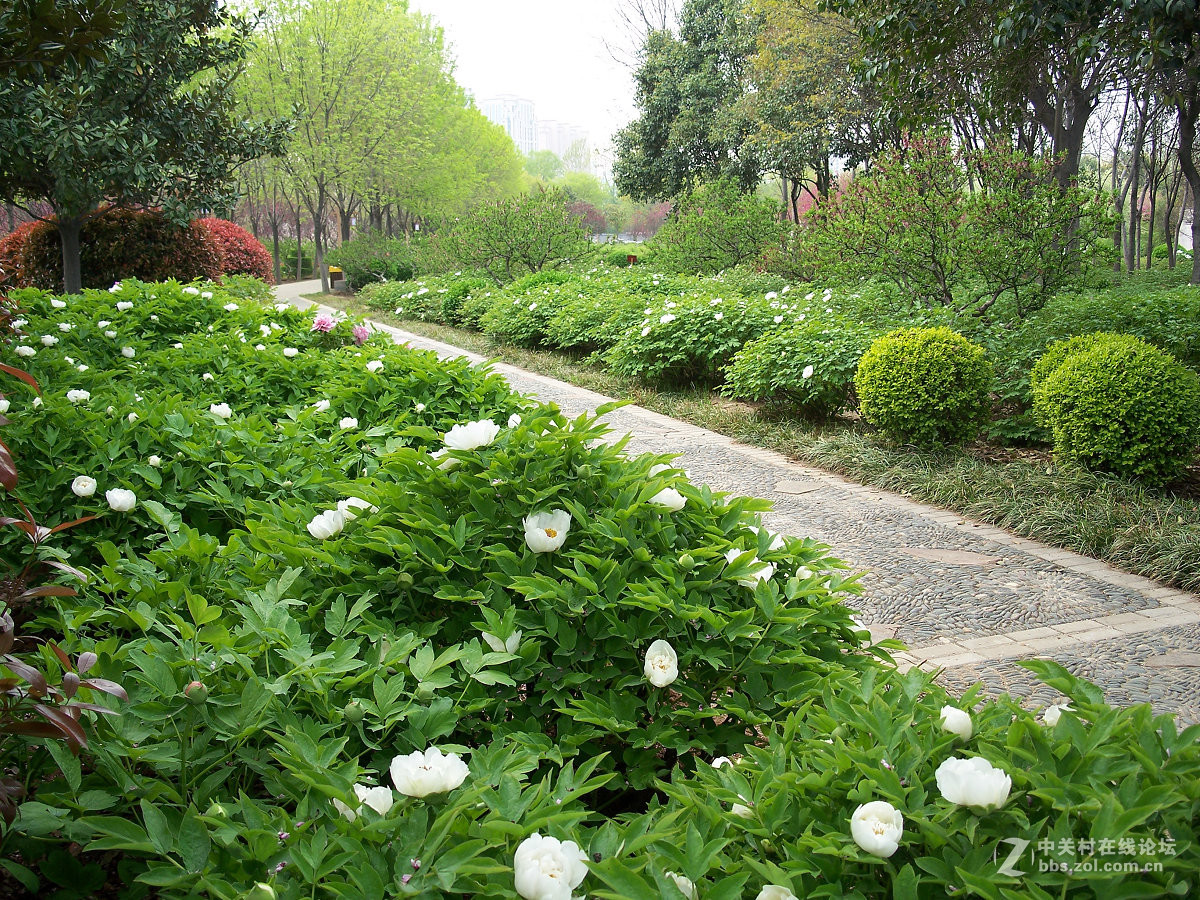 C875隋唐城遗址植物园牡丹20片，2015