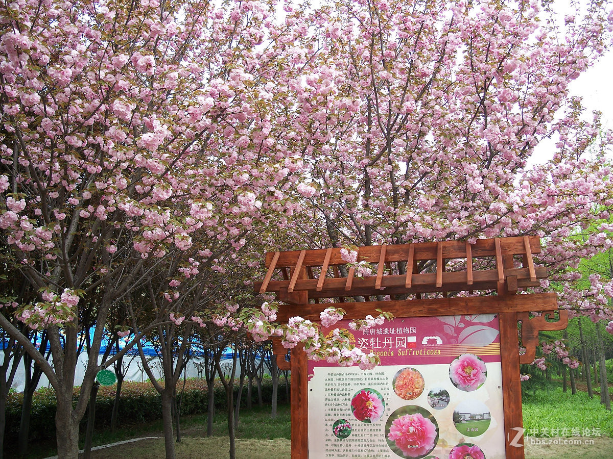 C875隋唐城遗址植物园牡丹20片，2015