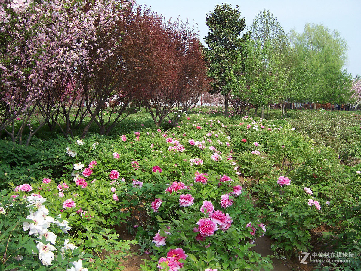4月3日隋唐城遗址植物园花情 - 洛阳牡丹文化节