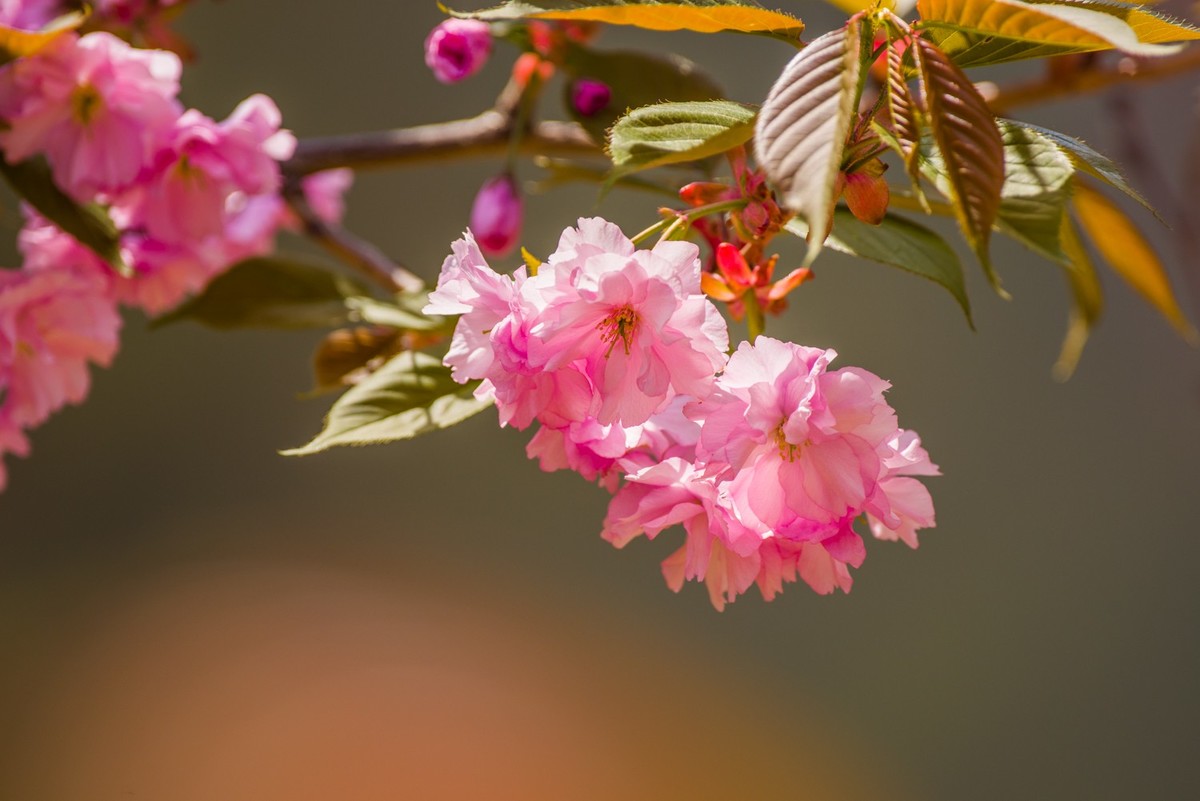 小区的樱花和白海棠