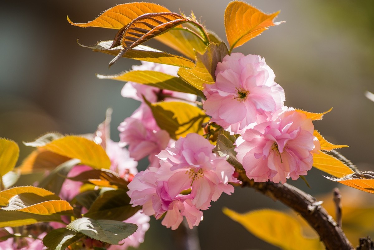 小区的樱花和白海棠