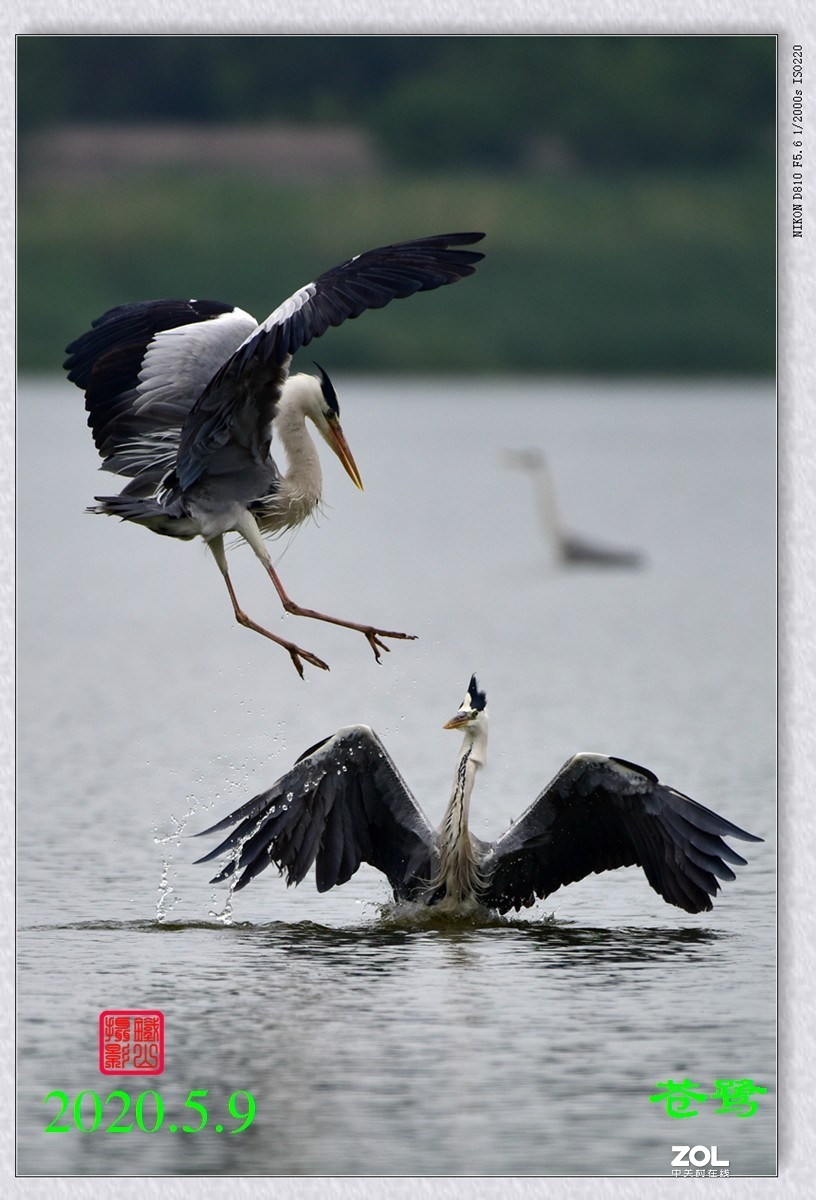 北京沙河水库苍鹭6