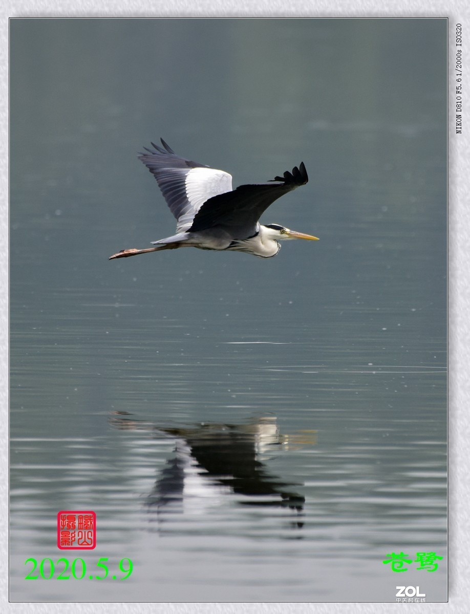 北京沙河水库苍鹭6