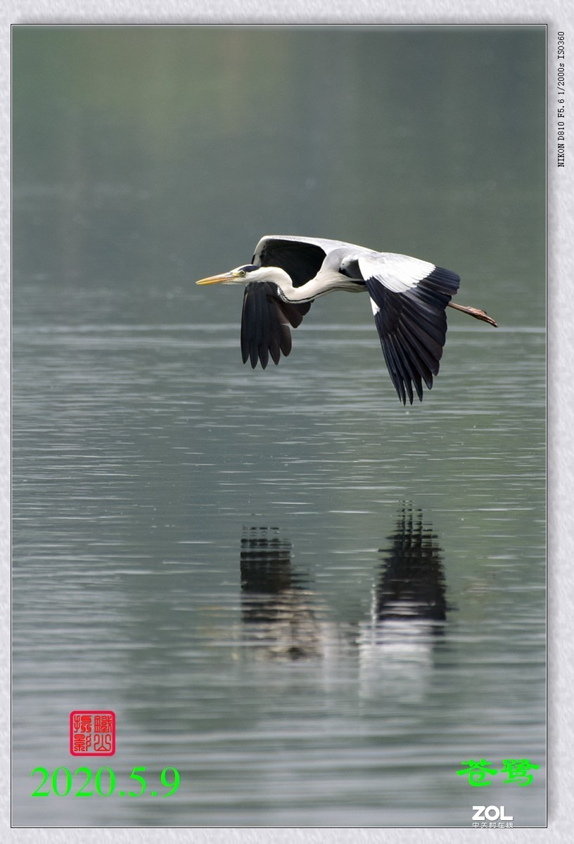 北京沙河水库苍鹭6