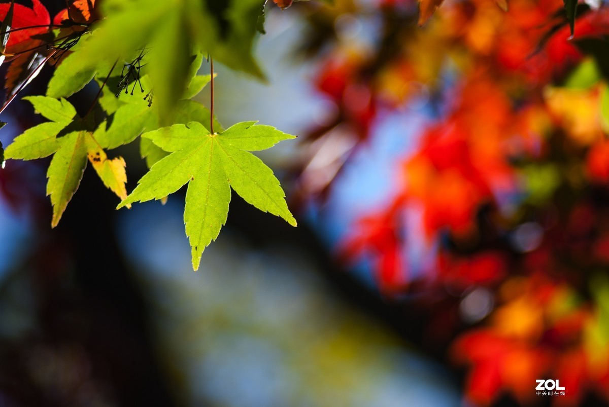 现在还有人用k200d拍照吗？