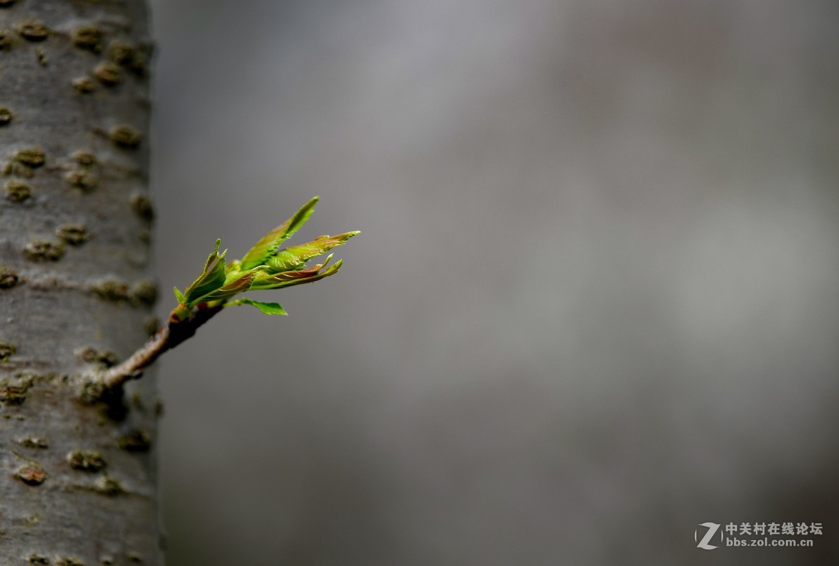 几幅小景初试 尼康300F4 VR
