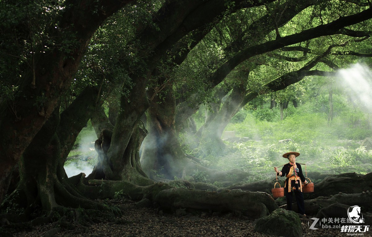蜂摄天下——福建霞浦 杨家溪榕枫公园