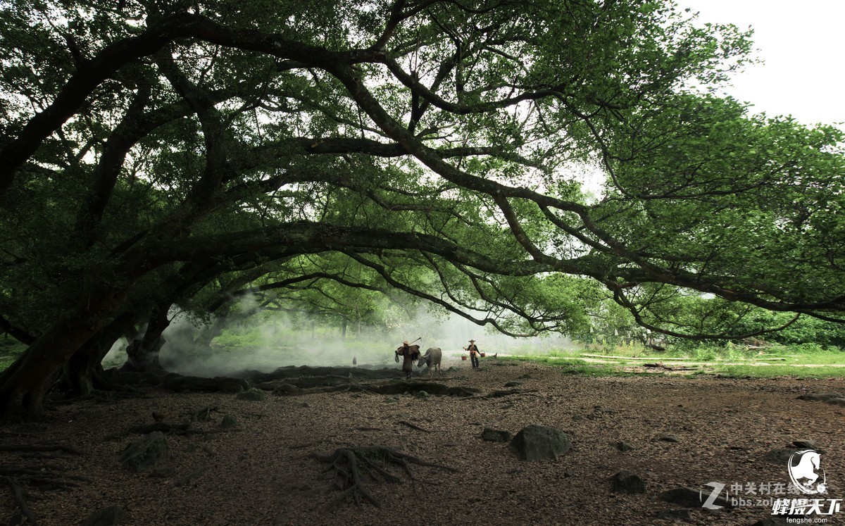 蜂摄天下——福建霞浦 杨家溪榕枫公园