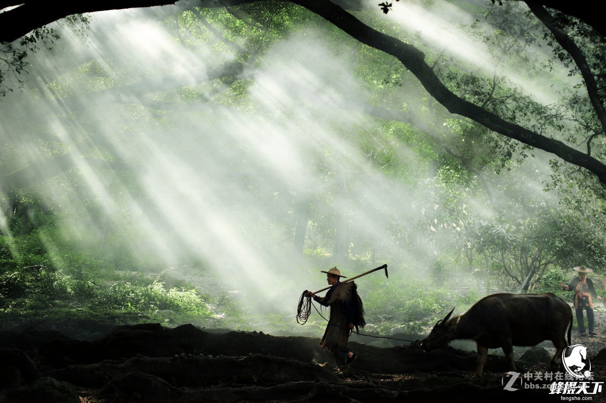 蜂摄天下——福建霞浦 杨家溪榕枫公园