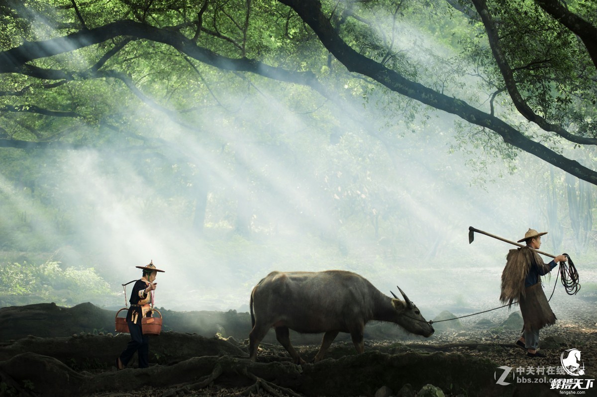 蜂摄天下——福建霞浦 杨家溪榕枫公园