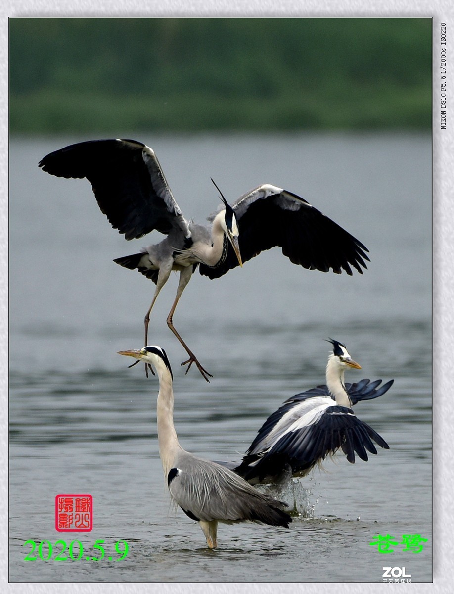 北京沙河水库苍鹭6