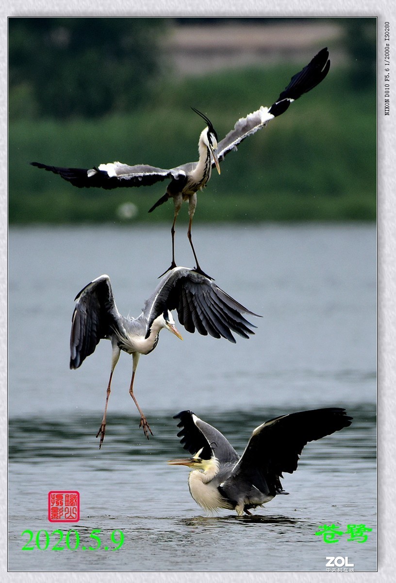 北京沙河水库苍鹭6