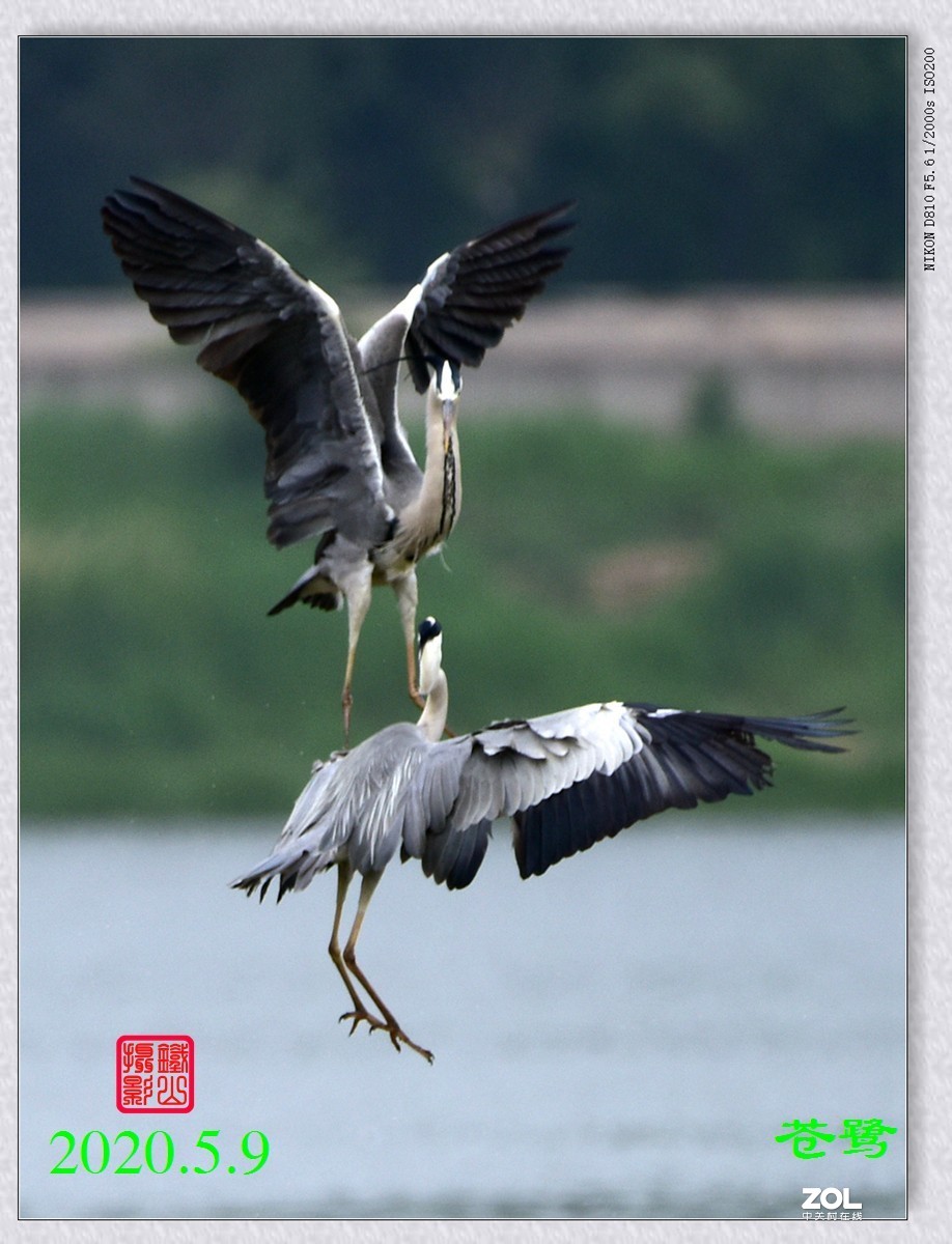 北京沙河水库苍鹭6