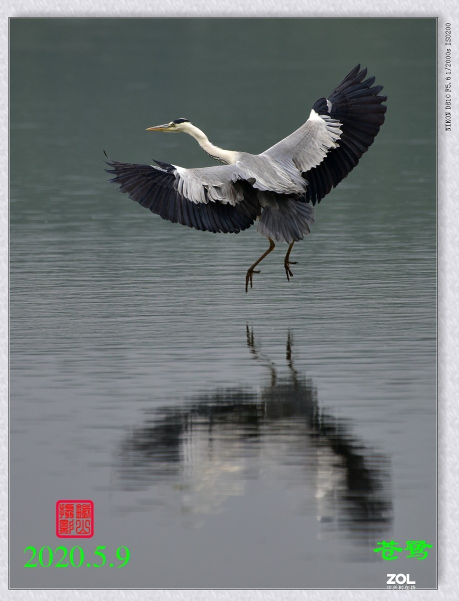 北京沙河水库苍鹭6