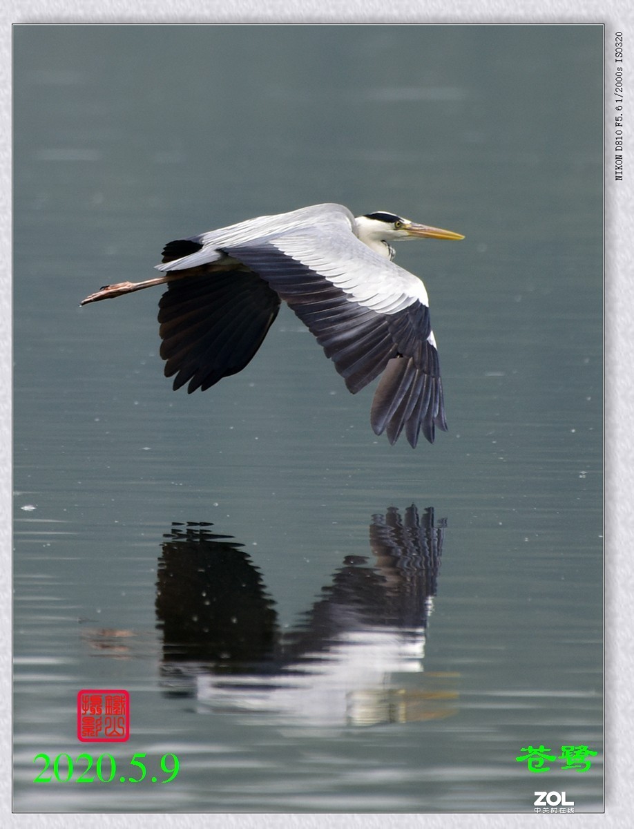 北京沙河水库苍鹭6