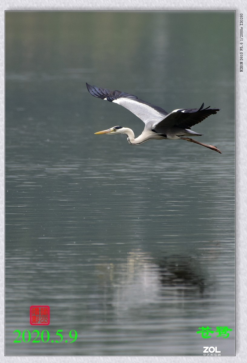 北京沙河水库苍鹭6
