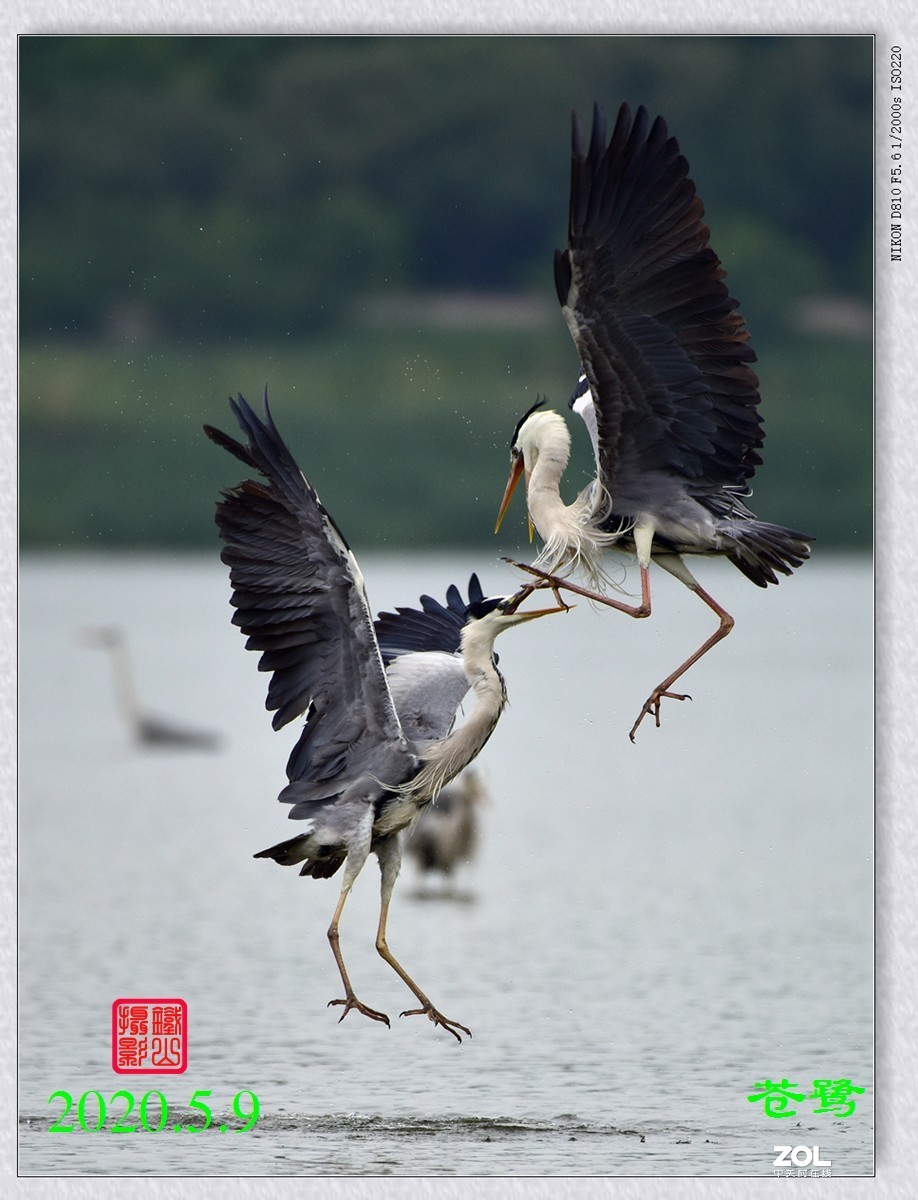 北京沙河水库苍鹭6