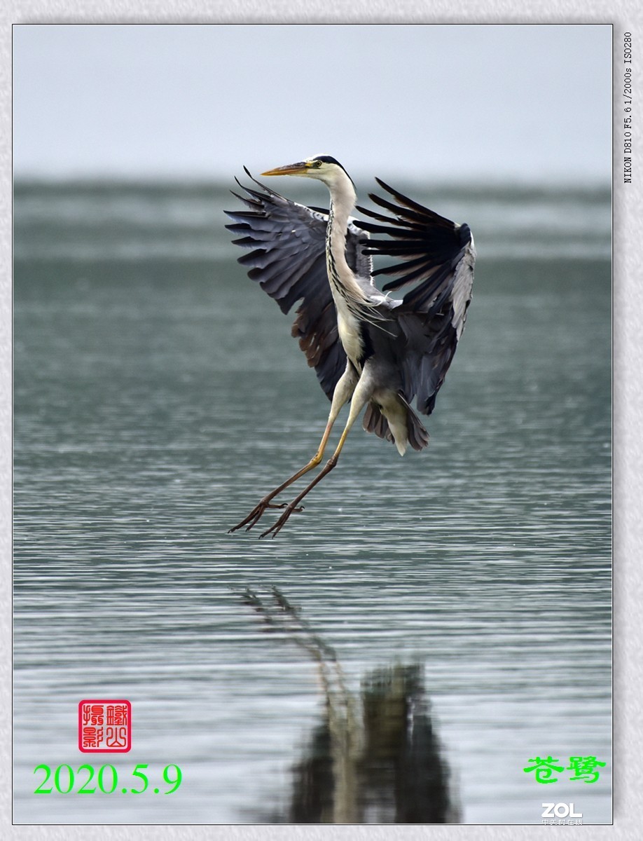 北京沙河水库苍鹭6