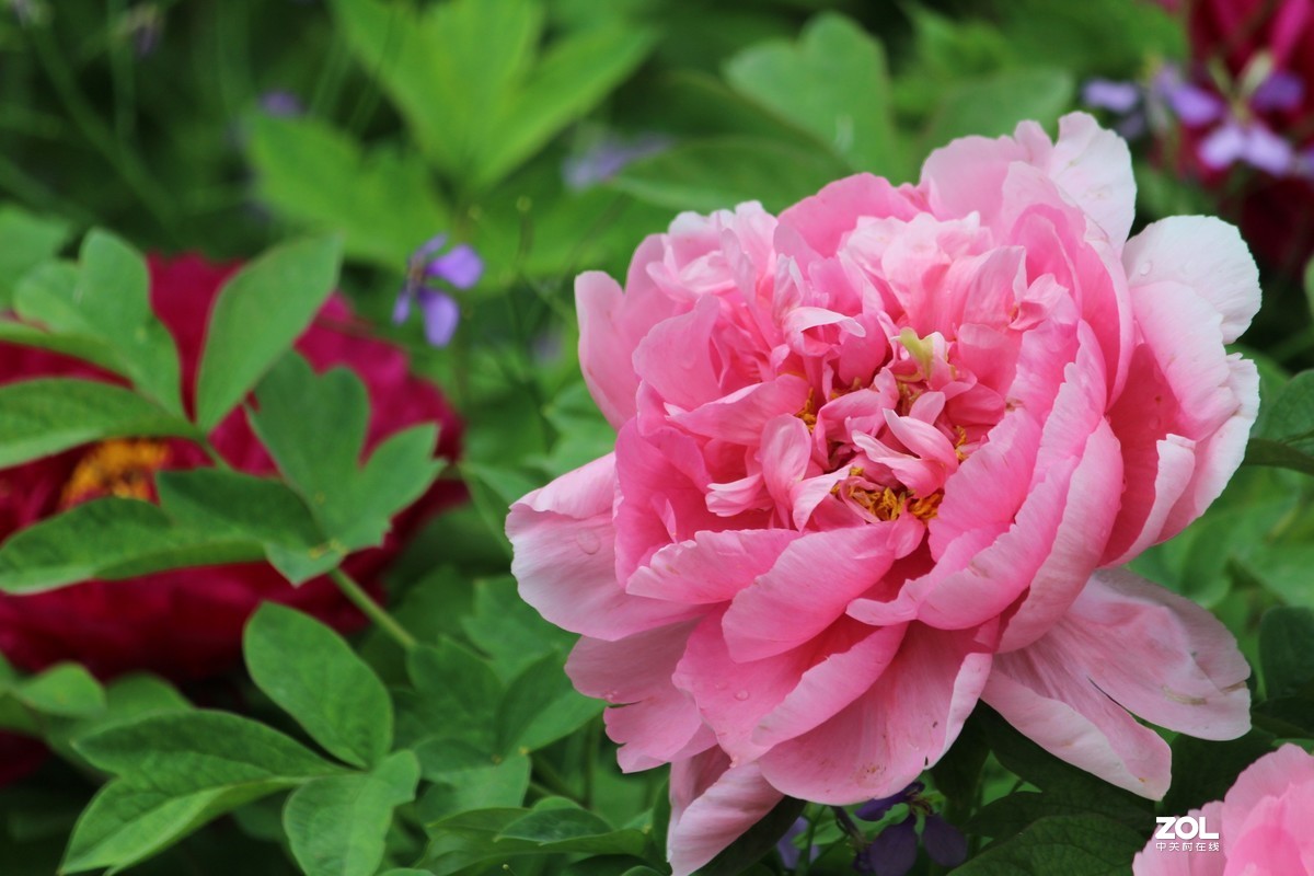 2020年洛阳牡丹节摄影作品~1