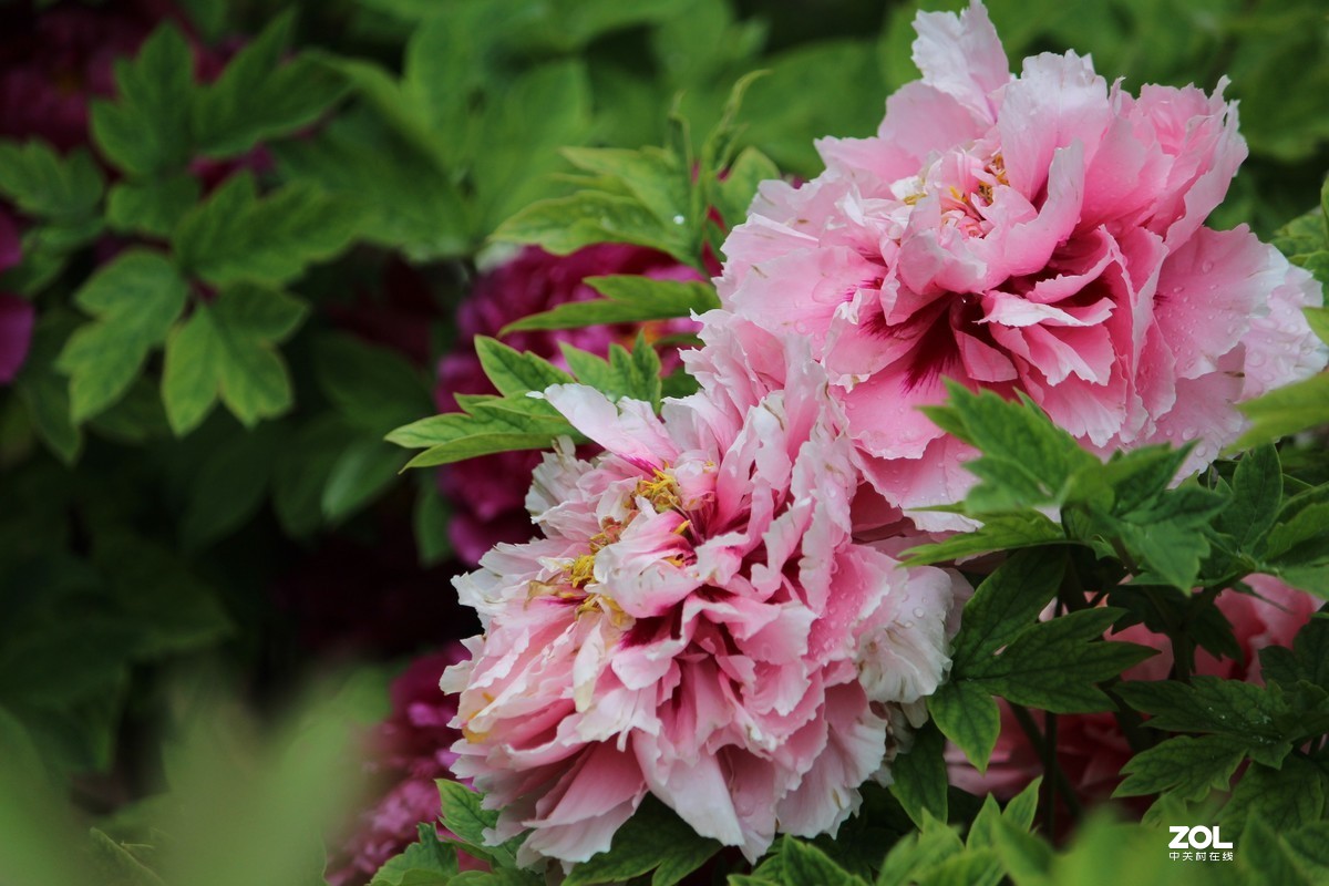 2020年洛阳牡丹节摄影作品~1