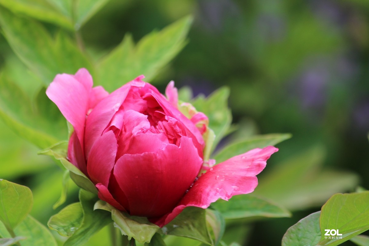 2020年洛阳牡丹节摄影作品~1