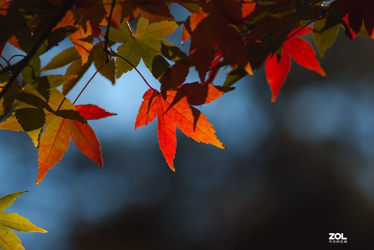 现在还有人用k200d拍照吗？