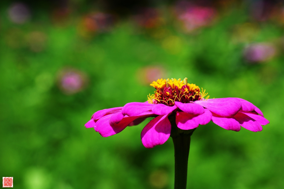 《漂亮鲜花一组》