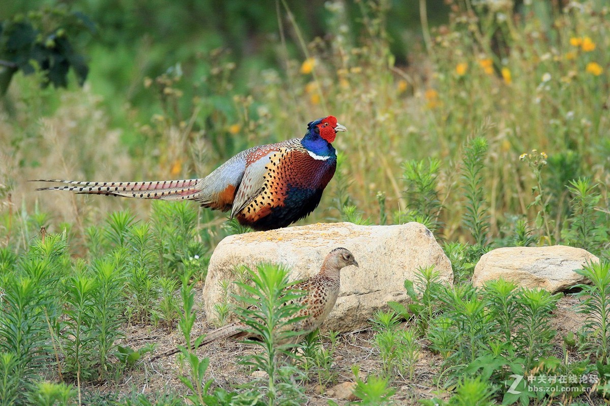 七彩山鸡的一家