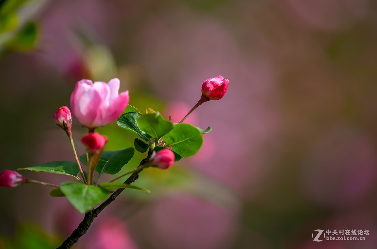 几幅小景初试 尼康300F4 VR