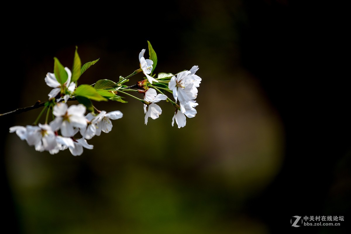 几幅小景初试 尼康300F4 VR