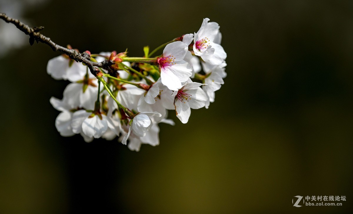 几幅小景初试 尼康300F4 VR