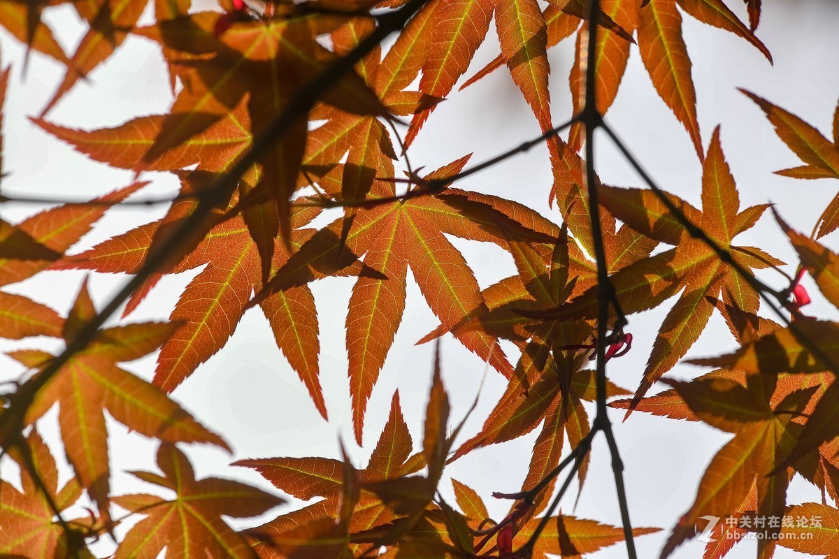 几幅小景初试 尼康300F4 VR