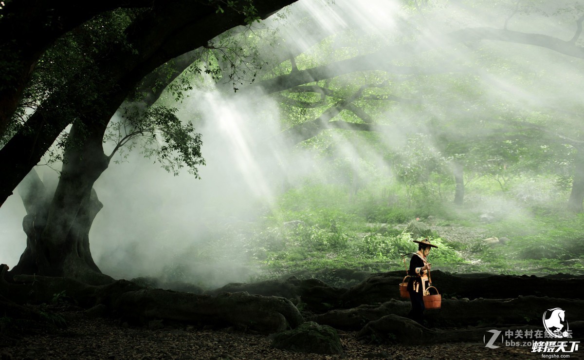 蜂摄天下——福建霞浦 杨家溪榕枫公园