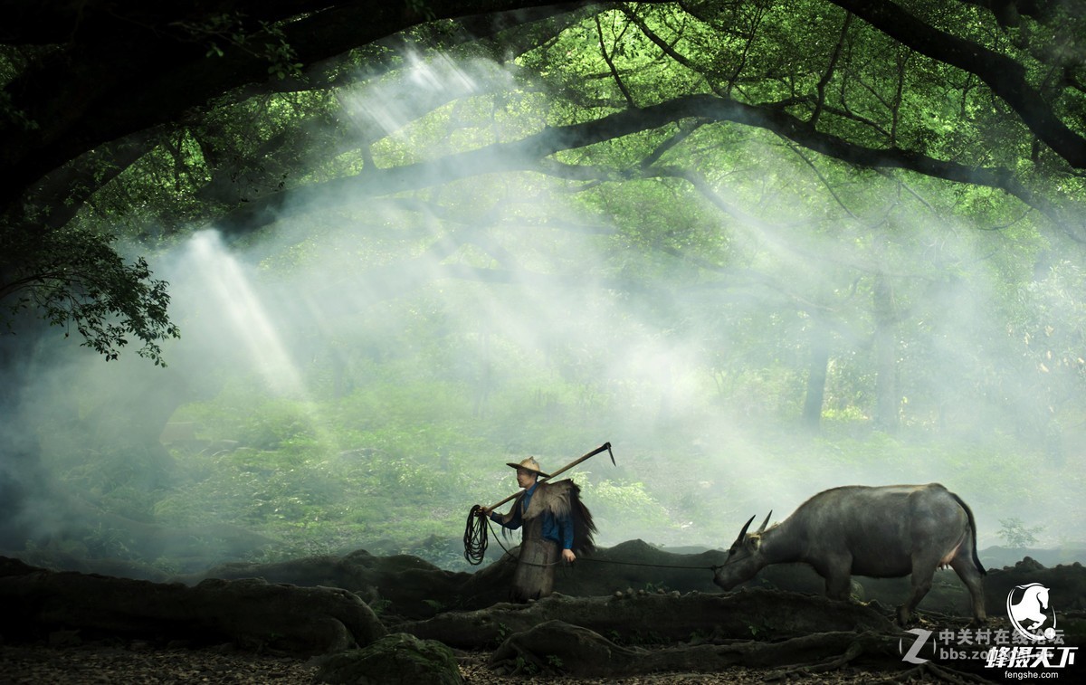 蜂摄天下——福建霞浦 杨家溪榕枫公园