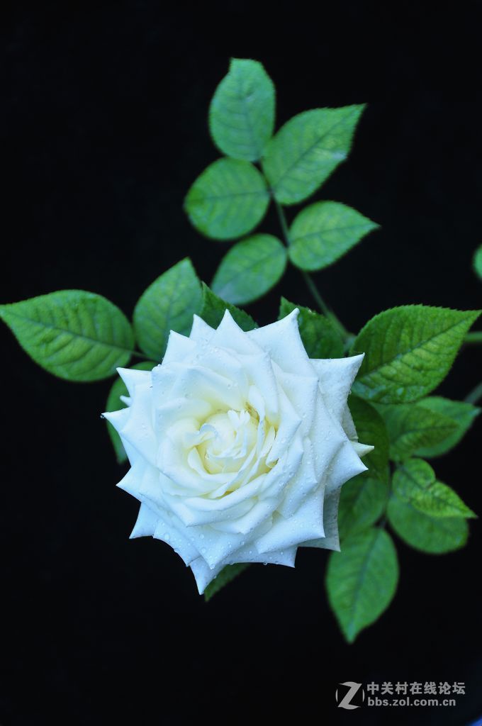 一组黑背景竖版----月季花