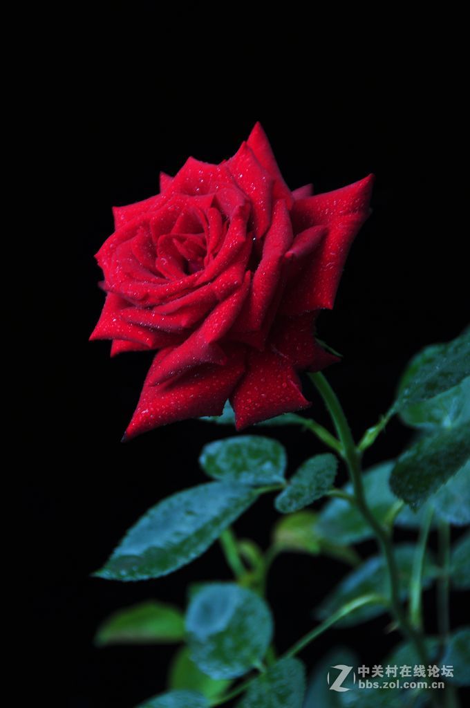 一组黑背景竖版----月季花