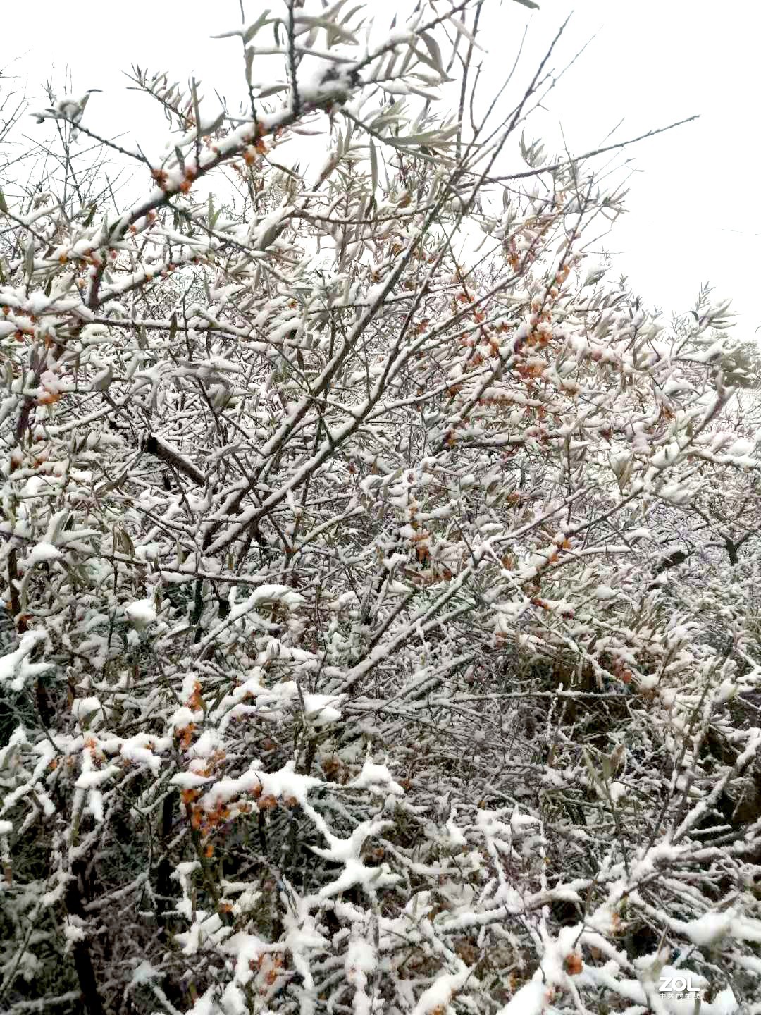 冬季的京北草原大汗行宫，更加英姿飒爽