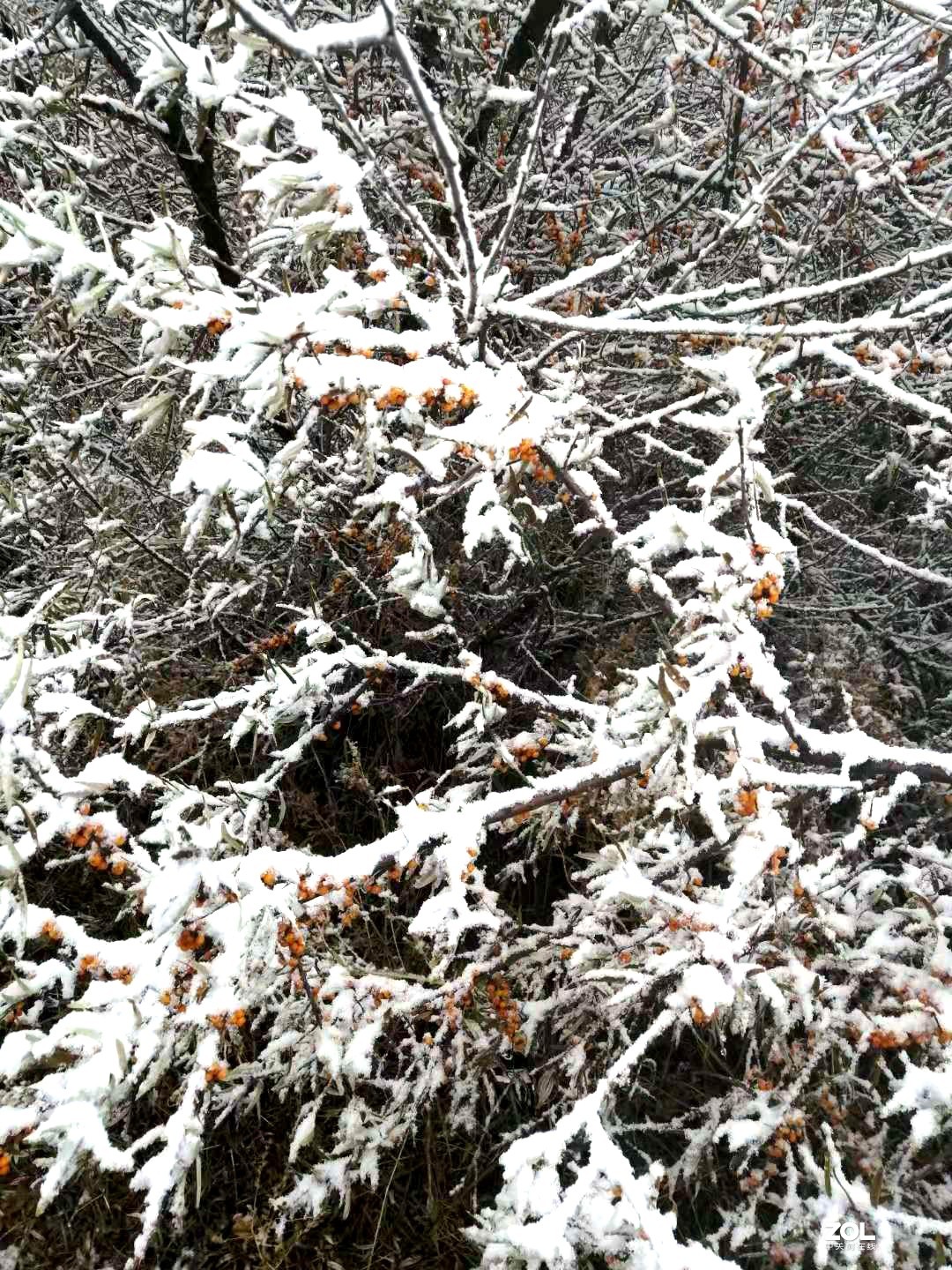 冬季的京北草原大汗行宫，更加英姿飒爽