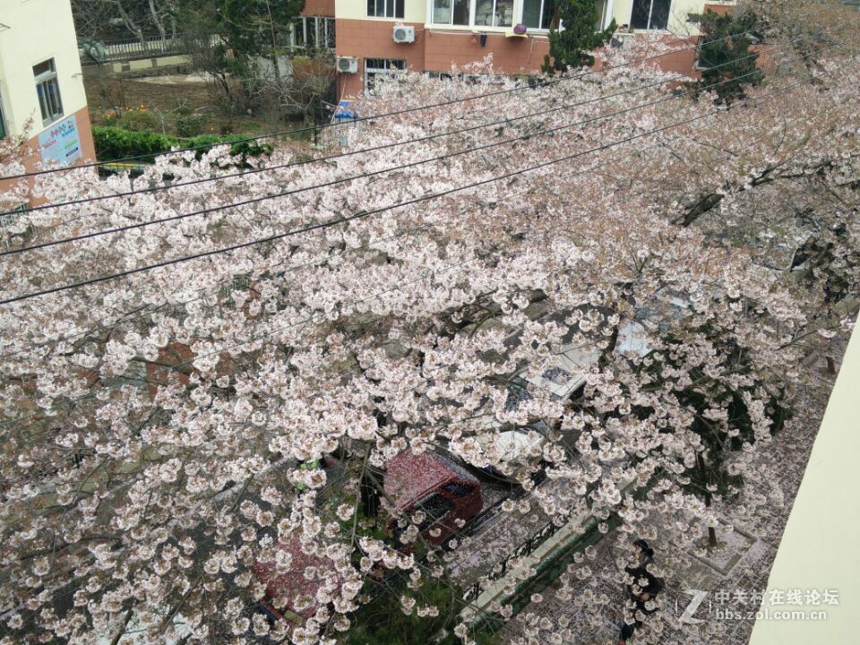 4月的樱花---手机拍摄